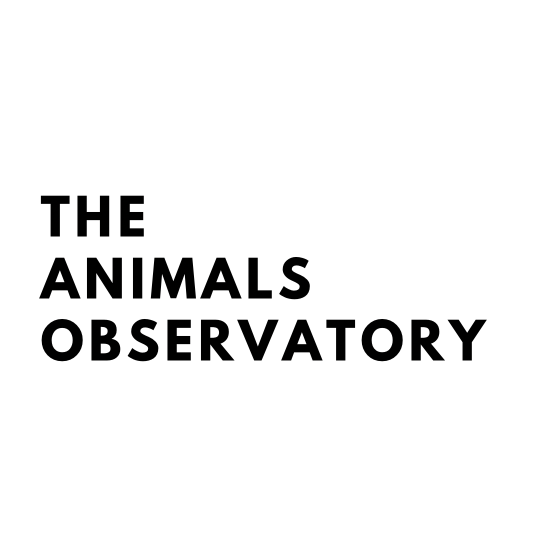 THE ANIMALS OBSERVATORY SS22 COLLECTION, SUSTAINABILITY, CREATIVE DIRECTOR LAIA AGUILAR.